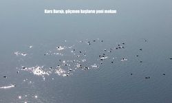 Kars Barajı, Göçmen Kuşların Yeni Mekanı Oldu