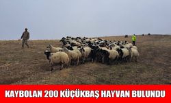 Muş'ta kaybolan 200 küçükbaş hayvan jandarma tarafından bulundu