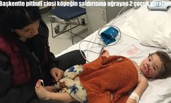 Ankara’da pitbull saldırısı: İki küçük kardeş yaralandı