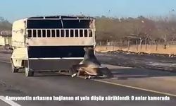 Batman-Siirt çevre yolunda tepki çeken görüntüler: Kamyonetin arkasına bağlanan at yola düşüp sürüklendi