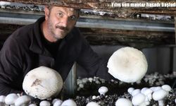 Erzurum Oltu’da yılın son mantar hasadı başladı