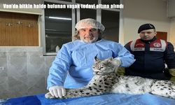 Van'da bitkin halde bulunan vaşak tedavi altına alındı