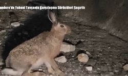 Erzurum Uzundere Otoyolunda Yabani Tavşan Sürprizi