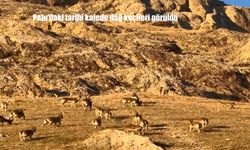 Palu'daki tarihi kalede dağ keçileri görüldü