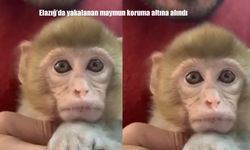 Elazığ’da yakalanan maymun koruma altına alındı