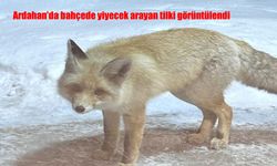 Ardahan'da bahçede yiyecek arayan tilki görüntülendi