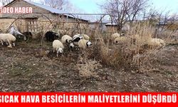 Muş’ta sıcak havalar besicileri sevindirdi: "Bu yıl şanslıyız"