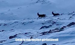 Çatak'ta dağ keçileri görüntülendi
