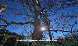 Harput’un 3 asırlık çınarı yıllara meydan okuyor