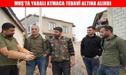 Muş’ta yaralı halde bulunan atmaca tedavi altına alındı