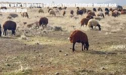 Patnos’ta Kar Yağmaması Çiftçilerin Yüzünü Güldürdü: Meralar Açık, Maliyetler Düştü