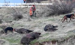 Elazığ’da Dağlık Arazide Sürü Halinde Yaban Domuzu Avı: 250 Kiloluk Dev Domuz Dikkat Çekti