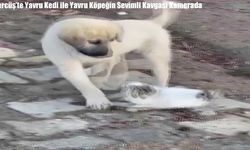 Gercüş’te Yavru Kedi ile Yavru Köpeğin Sevimli Kavgası Kamerada