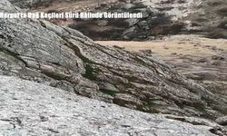 Harput’ta Dağ Keçileri Sürü Hâlinde Görüntülendi