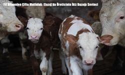 Yıl bitmeden çifte mutluluk: Elazığ’da bir inekten ikiz buzağı