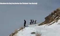 Yüksekova’da Dağ Keçilerine Kar Üstünde Yem Desteği