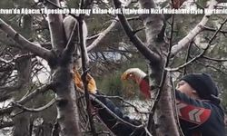 Tatvan’da Ağacın Tepesinde Mahsur Kalan Kedi, İtfaiyenin Hızlı Müdahalesiyle Kurtarıldı