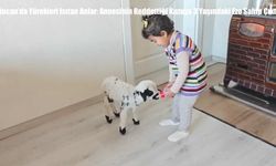 Yürekleri Isıtan Anlar: Annesinin Reddettiği Kuzuya 3 Yaşındaki Ezo Sahip Çıktı