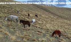 Başıboş At ve Eşekler Alarm Veriyor: Hem Trafik Hem Yaban Hayatı Büyük Tehlike Altında