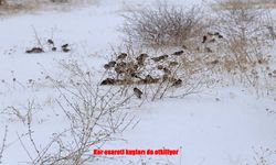 Bitlis’te Kuşların Zorlu Kış Mesaisi