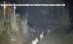 Elazığ’da Gece Yarısı Hareketliliği: Kurt Sürüsü Yerleşim Alanına Kadar İndi