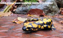 Koruma Altındaki Benekli Semenderler Kemaliye’de Görüntülendi