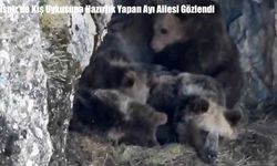 Erzurum İspir’de Kış Uykusuna Hazırlanan Ayı Ailesi Kamerada