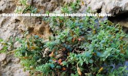 Malatya Endemik Kantaronu Kimyasal Zenginliğiyle Dikkat Çekiyor