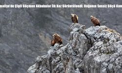 Kemaliye’de Çipli Göçmen Akbabalar İlk Kez Görüntülendi