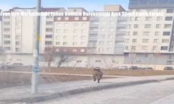 Bitlis Tatvan’da İlçe Merkezine İnerek Paniğe Neden Olan Yaban Domuzu Kameralara Yansıdı