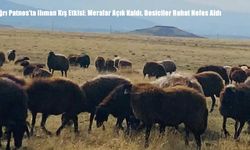 Ağrı Patnos’ta Ilıman Kış: Besiciler Meralarda Otlatmaya Devam Ediyor