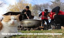 Elazığ'da gençler sahipsiz kediler için mama hazırlayıp dağıtıyor
