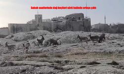 Elazığ’da dağ keçileri sabah sürprizi