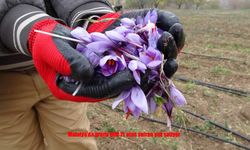 Malatya’da Gramı 600 TL Olan Safran Talep Görüyor