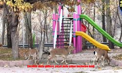 Çocuklar Okula Gitti, Park Yaban Keçilerinin Oldu