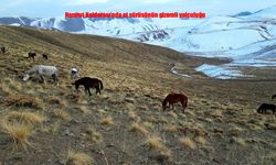 Nemrut Kalderası'nda At Sürüsünün Gizemli Yolculuğu