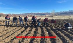 Tunceli’nin 4 İlçesinde Sarımsak Seferberliği: Üretim Alanları Genişliyor