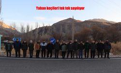 Yaban Keçilerinin Sayımı Başladı