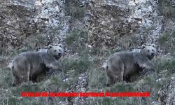 Erzincan’da kış uykusuna hazırlanan iki ayı görüntülendi