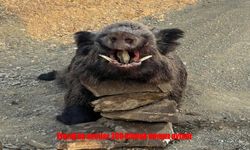 Elazığ’da 200 Kiloluk Dev Yaban Domuzu Avlandı