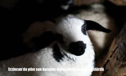 Erzincan’da yılın son kuzuları üreticilerin yüzünü güldürdü