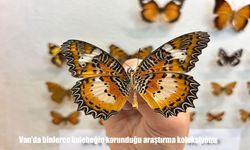 Van YYÜ’de binlerce kelebeğin bilimsel arşivde korunduğu koleksiyon dikkat çekiyor