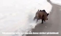 Yüksekova’nın farklı noktalarında domuz sürüleri görüntülendi