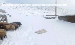 Karla birlikte Türkiye'nin en yüksek köyü Kışkılı'da besiciler zor durumda kaldı