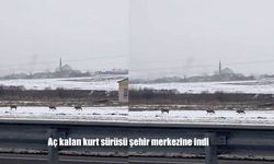 Aç kalan kurt sürüsü şehir merkezine indi