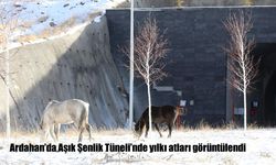 Ardahan'da Aşık Şenlik Tüneli'nde yılkı atları görüntülendi