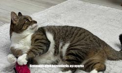 Uzmandan evcil hayvanlarda aşı uyarısı