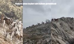 Elazığ’da Yaban Keçileri Harput’ta Sürü Halinde Görüntülendi