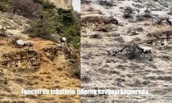 Tunceli’de yaban hayatının sert yüzü