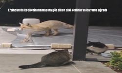 Erzincan’da kedilerin mamasına göz diken tilki kedinin saldırısına uğradı